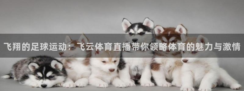nba在线直播免费观看直播蜘蛛直播：飞翔的足球运动：飞云体育直播带你领略体育的魅力与激情